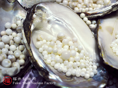 Shell nuclei for pearl farming